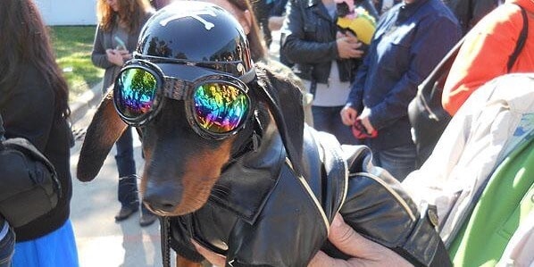 Weiner Dog Derby