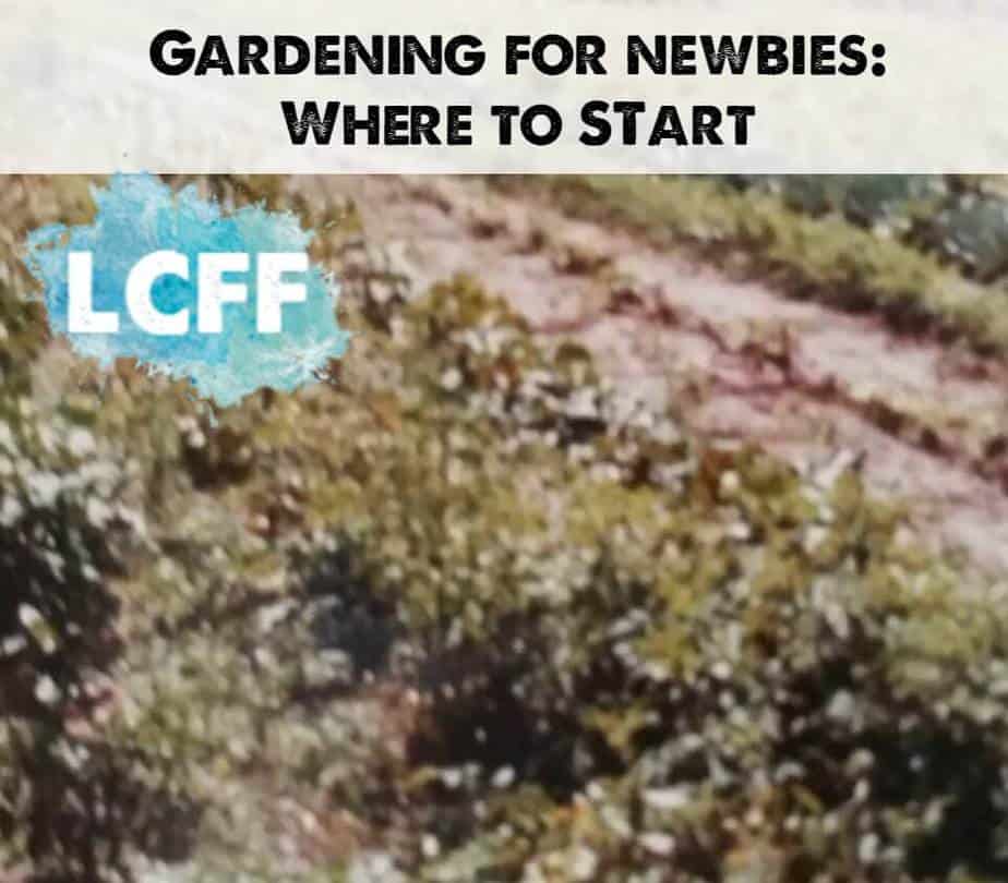 Gardening for Newbies - Martha Lake Country Family Fun Gardening with kids learning outside
