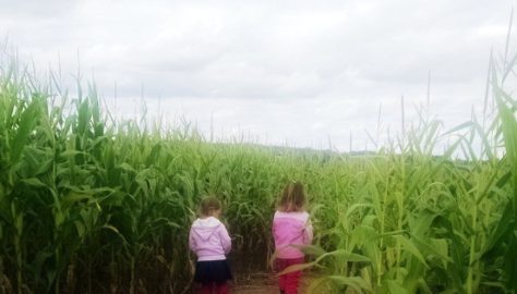 Corn Maze Guide Southeastern Wisconsin Waukesha County