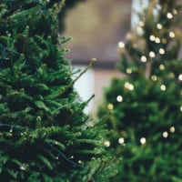 South East Wisconsin Christmas Tree Farms Guide Christmas Tree Lighting Guide