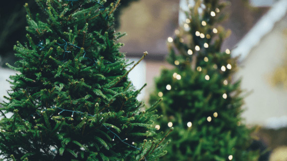 South East Wisconsin Christmas Tree Farms Guide • Lake Country Family Fun