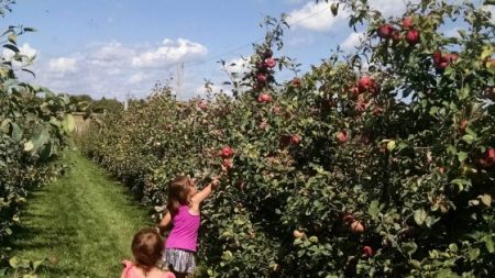 South East Wisconsin Apple Picking Guide