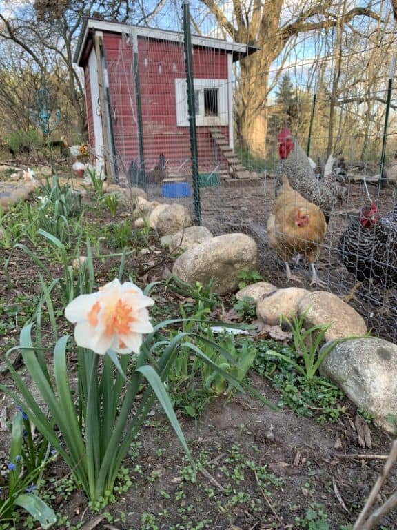 crazy chicken lady raise chickens in Lake Country raising chickens in Lake Country