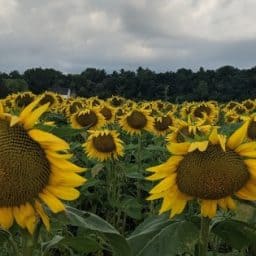 Sunflower farms