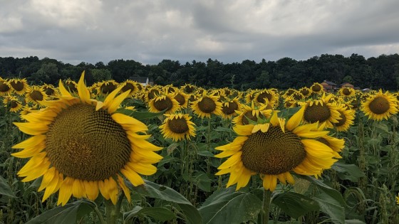 Sunflower farms