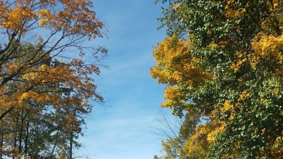 Fall colors trees southeastern Wisconsin