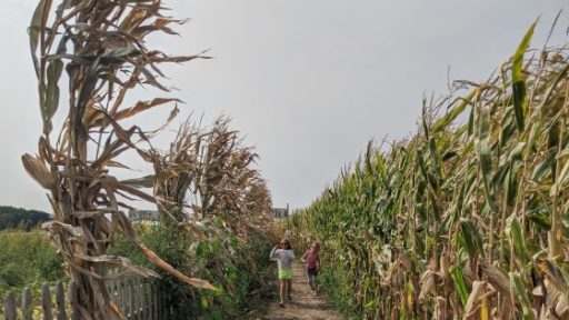 Fall Weekend Guide Corn Maze Fall