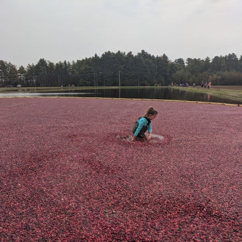 Visiting a Cranberry Marsh in Wisconsin