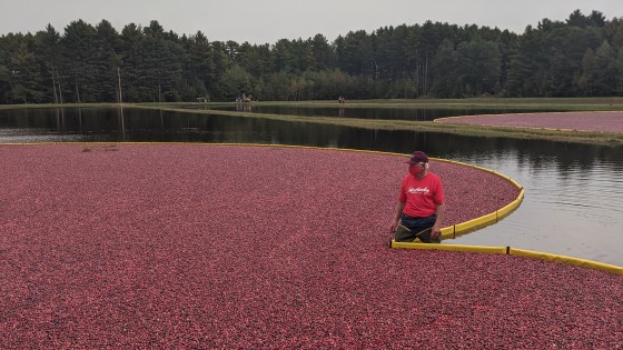 Visiting a Cranberry Marsh in Wisconsin on the weekend