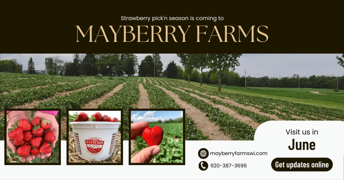 mayberry farms Strawberry picking u pick strawberries strawberry farm
