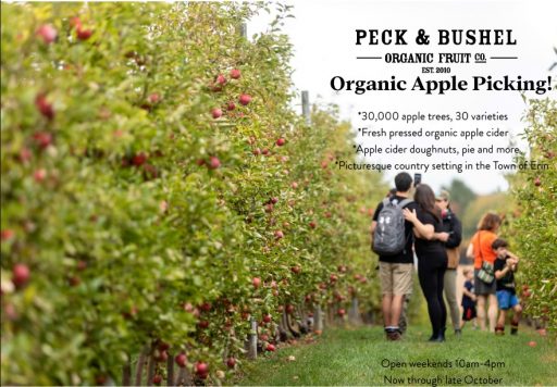 Wenatchee World - Organic Honeycrisp apples wait to be picked at the Piepel  Family Farms orchard along Grant Road near East Wenatchee Wednesday, Sept.  23, 2020. The trees are grown on a