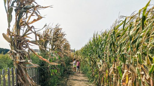 Corn Maze Guide lake Country