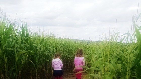 Corn Maze Guide Southeastern Wisconsin Waukesha County